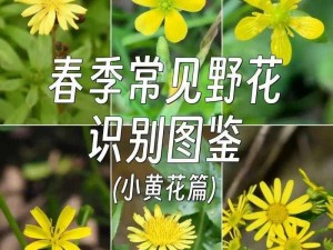 野花社区观看在线【野花社区观看在线是否安全？】