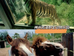 荒漠乐园小动物迁移策略：如何避免大猩猩的威胁与伤害