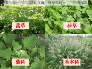 野草乱码一二三四区别在哪、野草乱码一二三四有何区别