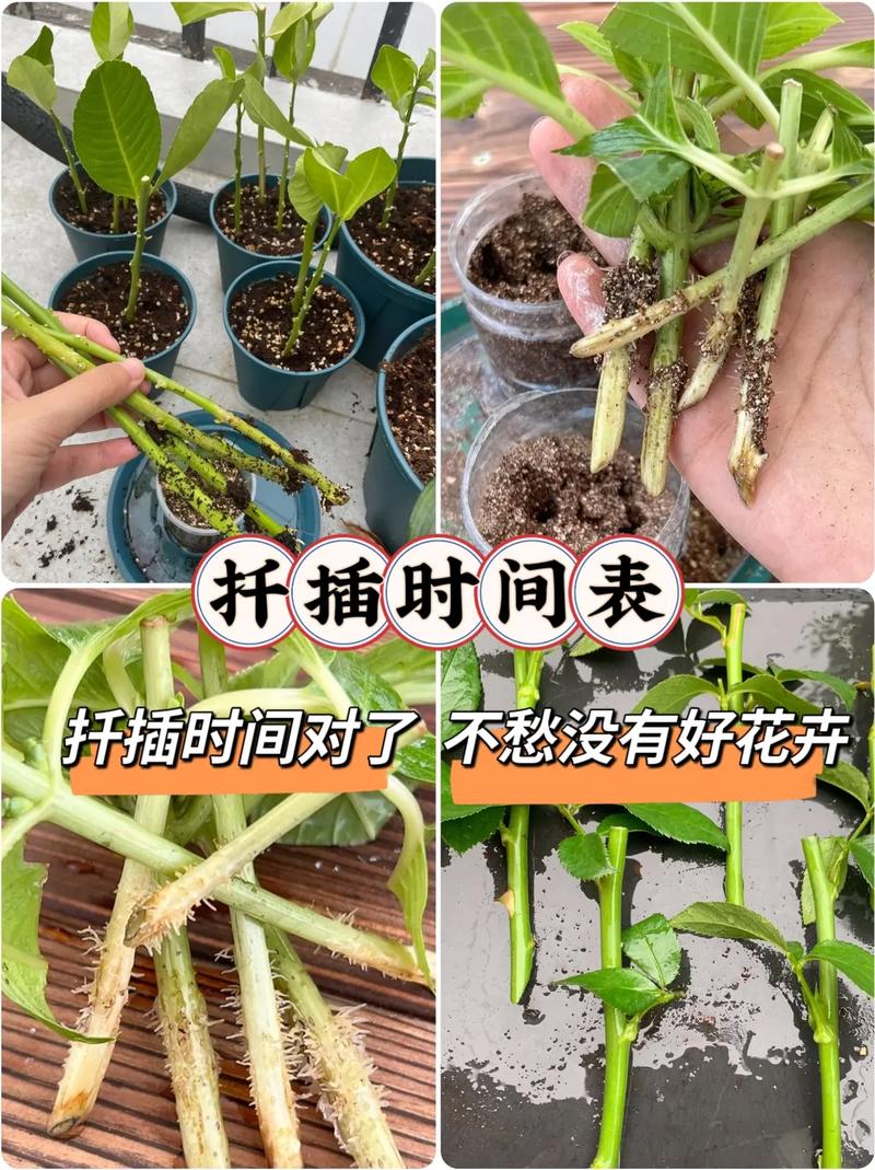 种植扦b有什么好处？让我来告诉你