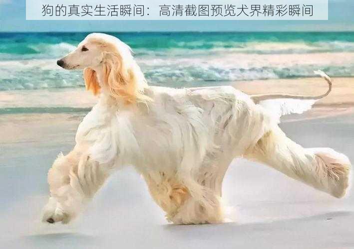 狗的真实生活瞬间：高清截图预览犬界精彩瞬间