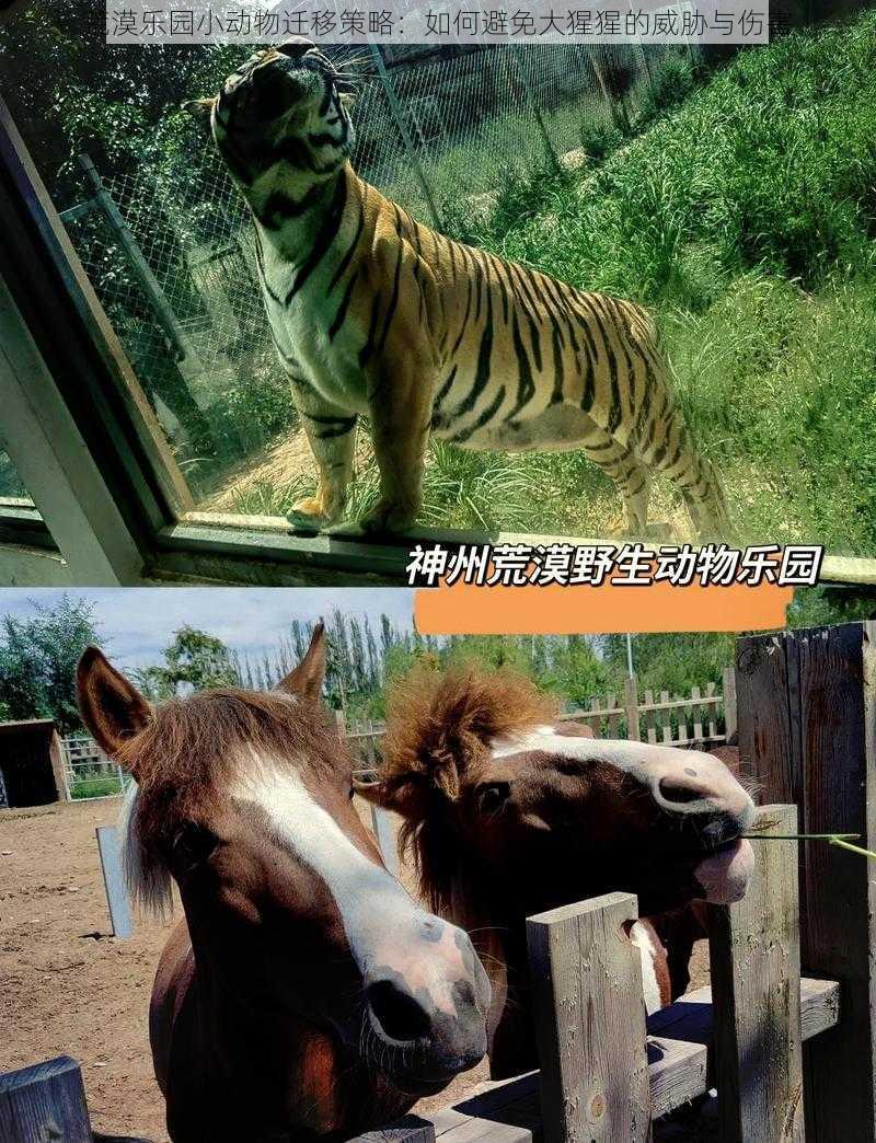 荒漠乐园小动物迁移策略：如何避免大猩猩的威胁与伤害