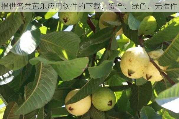 提供各类芭乐应用软件的下载，安全、绿色、无插件