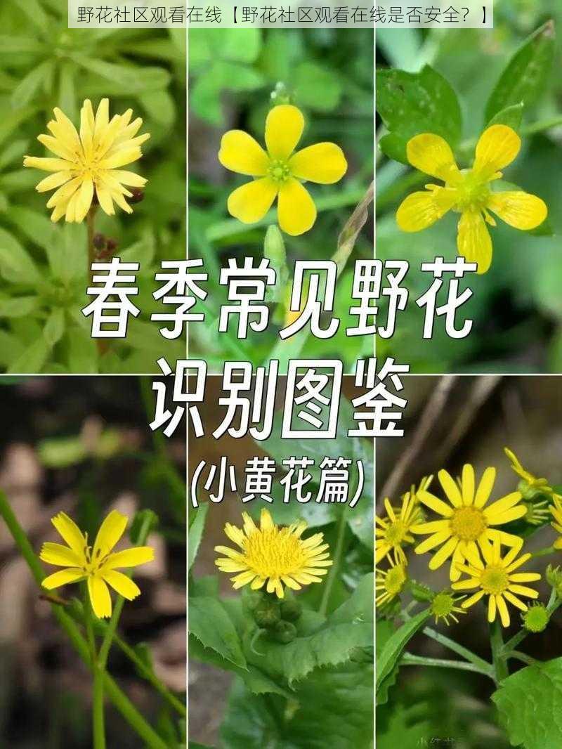 野花社区观看在线【野花社区观看在线是否安全？】