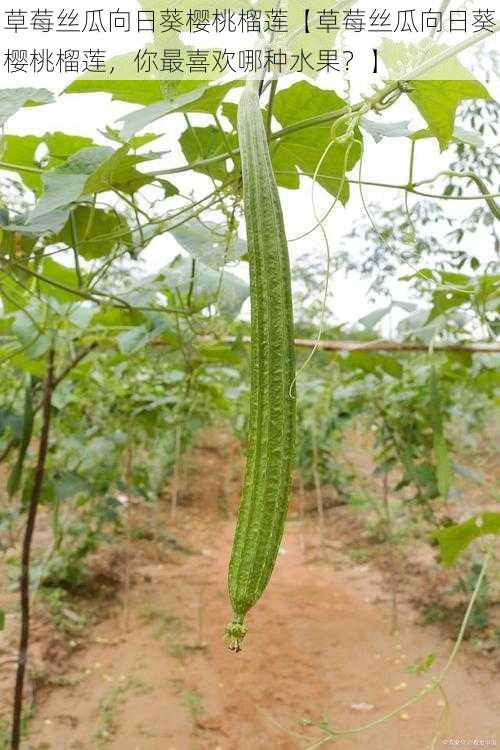 草莓丝瓜向日葵樱桃榴莲【草莓丝瓜向日葵樱桃榴莲，你最喜欢哪种水果？】