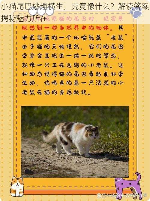 小猫尾巴妙趣横生，究竟像什么？解读答案揭秘魅力所在