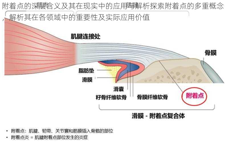 附着点的深层含义及其在现实中的应用与解析探索附着点的多重概念，解析其在各领域中的重要性及实际应用价值