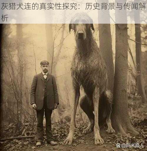 灰猎犬连的真实性探究：历史背景与传闻解析